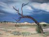 "Thunderstorm in Namib Desert"