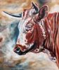 "Portrait of a Nguni"