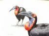 "Southern Ground Hornbills"