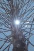 "Monkey Puzzle"