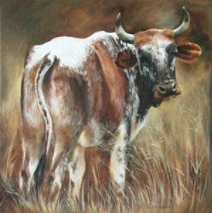 "Nguni 43"