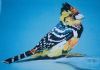 "Crested Barbet"