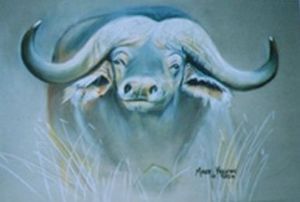"African Buffalo"