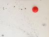 "Red Dot"