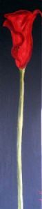 "Red Arum Lilly"