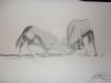 "Gemsbok"