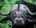 buffalo