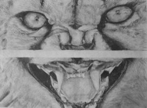 "Leopard Face"