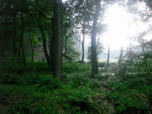 "Belgium Forest"