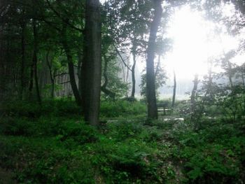 "Belgium Forest"