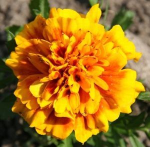 "Flower 6"
