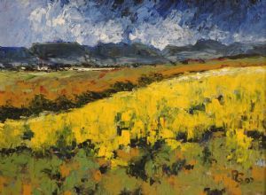 "Canola Southern Cape"