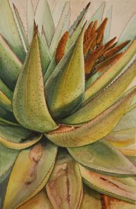 "Budding Aloe"