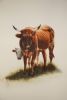 "Nguni Cow and Calf"