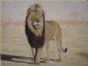 "Kalahari Lion"