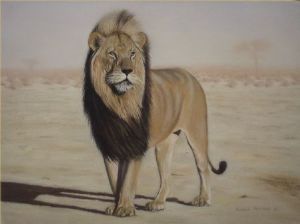 "Kalahari Lion"