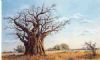 "Magnificent Baobab"