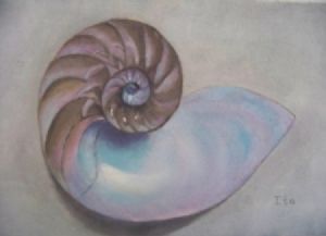 "Nautilus Shell"