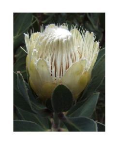 "Protea Subvestita"