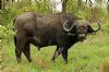 "Absolute Bull"