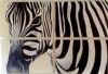 "Zebra"