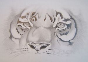 "Tigers Eye"