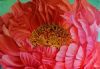 "Coral Peony"