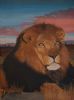"African Lion at Sunset"