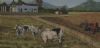 "On The Farm - Cattle"