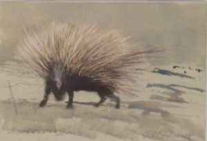 "Porcupine Zandvlei 2003"