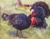"Turkey Toms Stolen STOLEN"