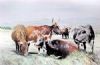 "Nguni Afternoon Rest"