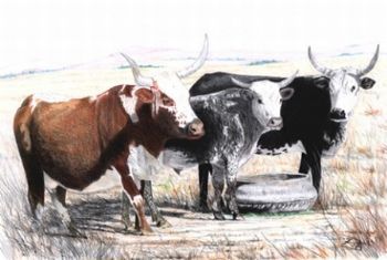 "Nguni at Noon"