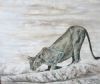 "Lioness Drinking"