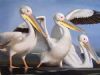 "Pelican Brief"