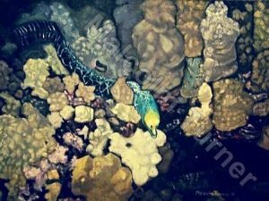 "Living Patterns of Glory"