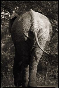"Wild at Art Collection - Elephant"