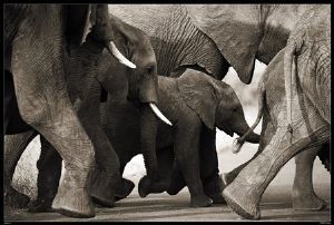 "Wild at Art Collection - Elephants"