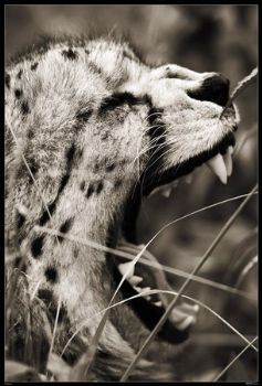 "Wild at Art Collection - Cheetah Yawn"