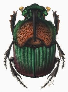"Beetle 8"