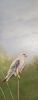 "Black Shouldered Kite"