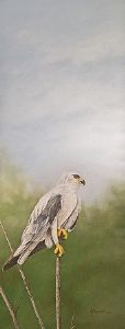 "Black Shouldered Kite"