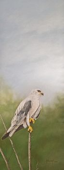 "Black Shouldered Kite"