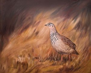 "Crested Francolin"