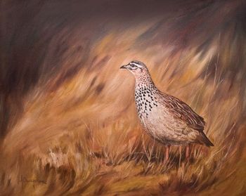 "Crested Francolin"