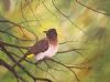 "Dark Capped Bulbul"