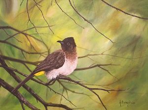 "Dark Capped Bulbul"