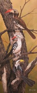 "Hornbills"