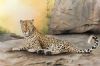 "Leopard on rock"