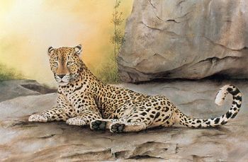 "Leopard on rock"